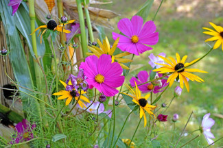 Blumen